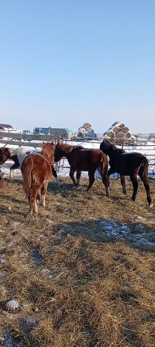 Продам жабагы 4 бас