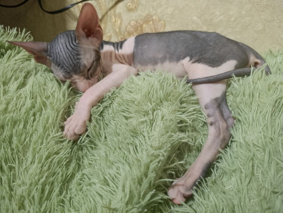 Котенек сфинкс девочка