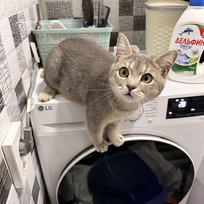 кошка Сильвия, простерилизованная.