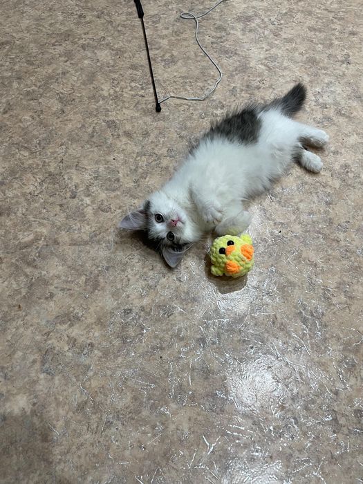 Котёнок (девочка) ищет дом