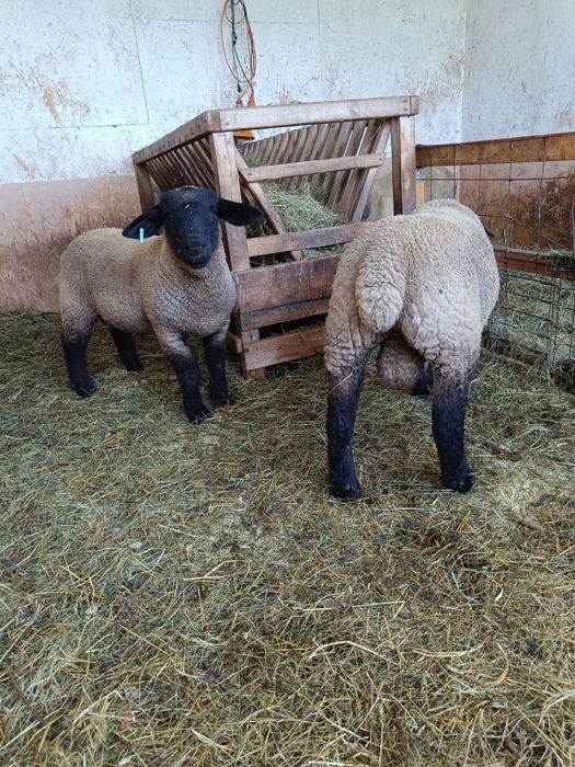 Berbecutii Suffolk