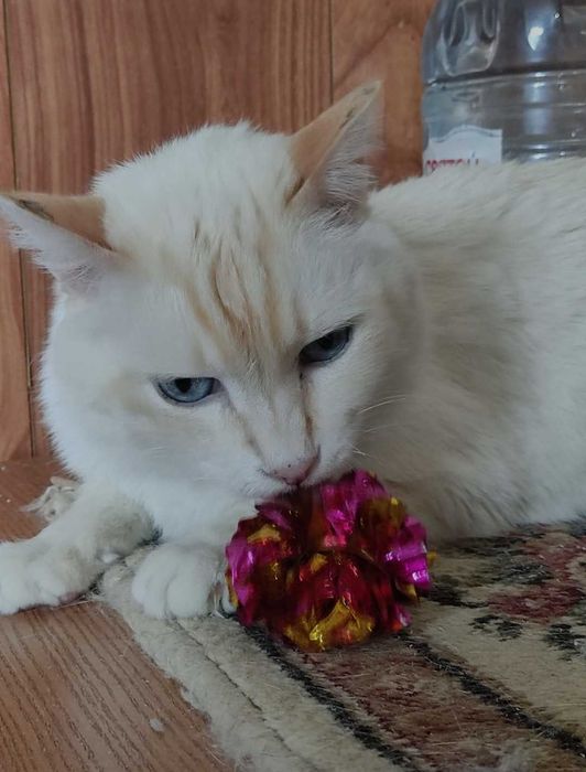 Красивый котик ищет дом