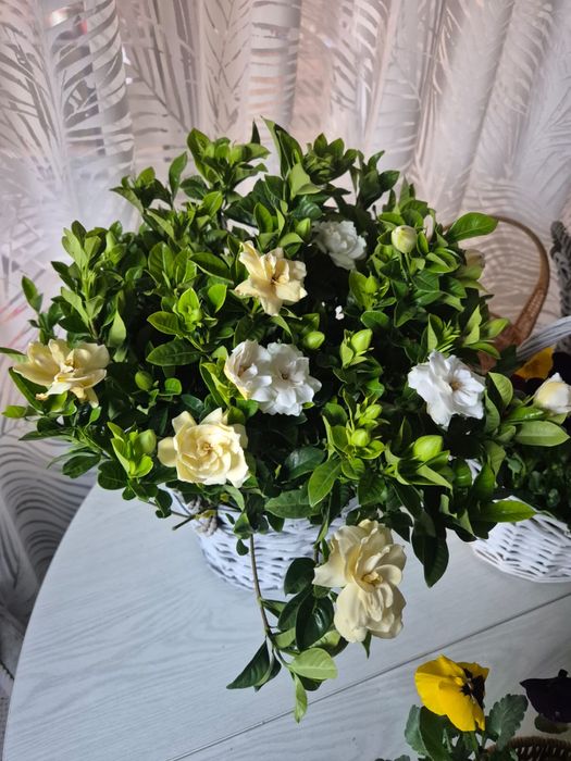 Цветы в корзинках с Виолами на 8 марта!