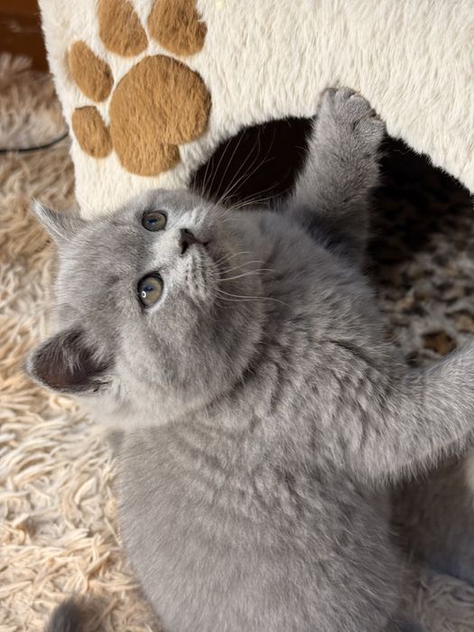 Премиум Котята на продажу