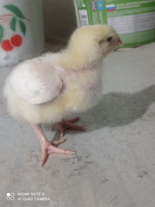 Бройлер Кобб 500