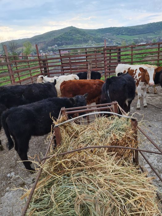 Viteii de vanzare intarcati