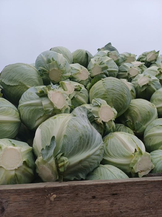 Vând varză Coronet