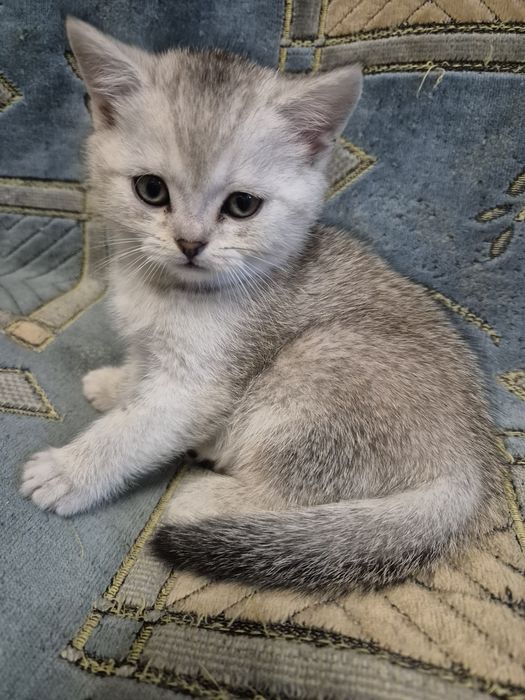 Серебристая шиншилла