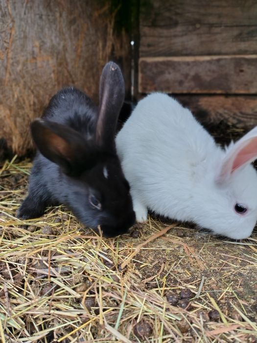 Vând iepurasi uriaș germani