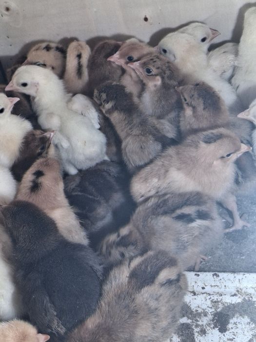 Балапандар сатылады!