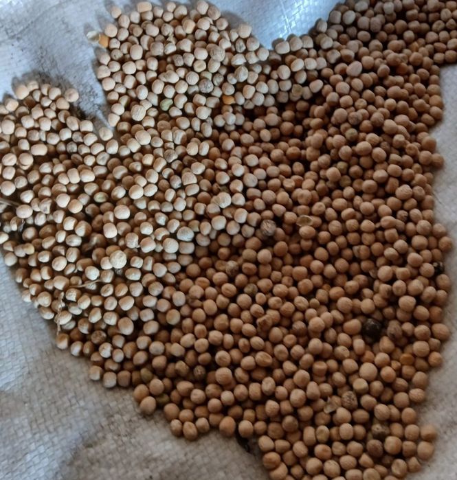 Ячмень.Зерновой чат!Все корма.