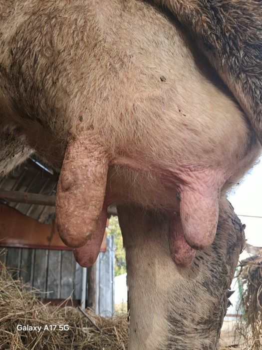 Vaca de vânzare detalii telefon