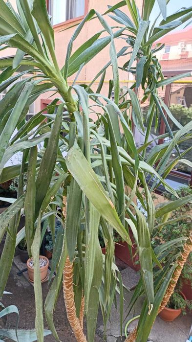 Vand Yukka .Planta Ornamentala.Matura. 4,5 Metri inaltime.