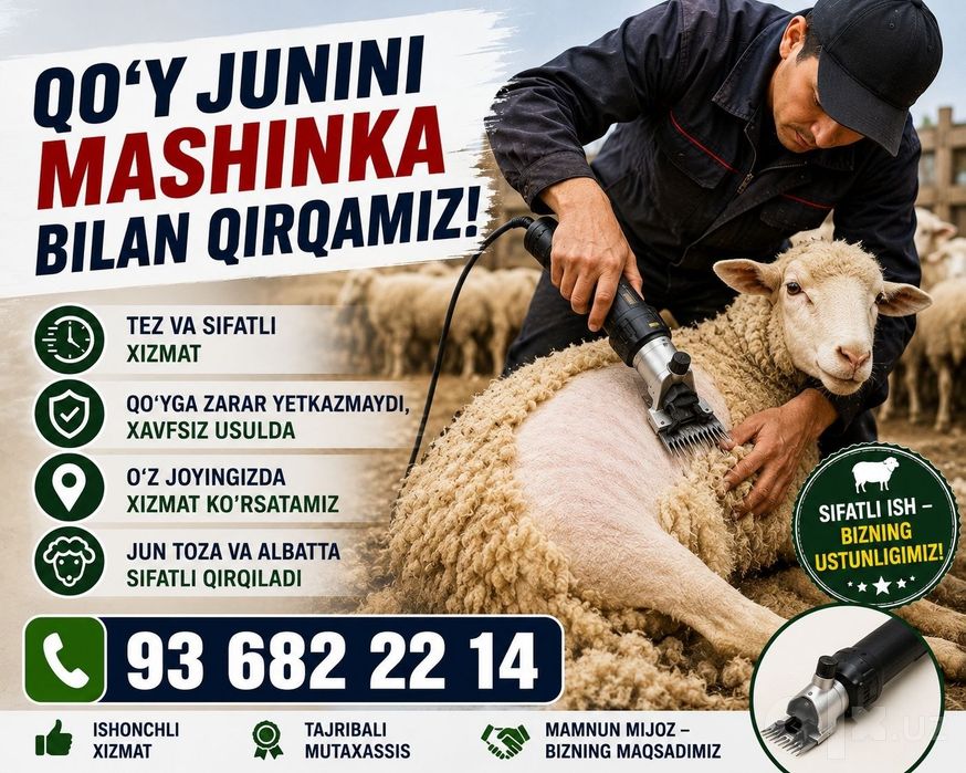 Qoʼy yungini olish hizmati.