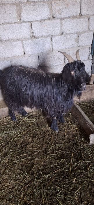 Ешкілер сатылады