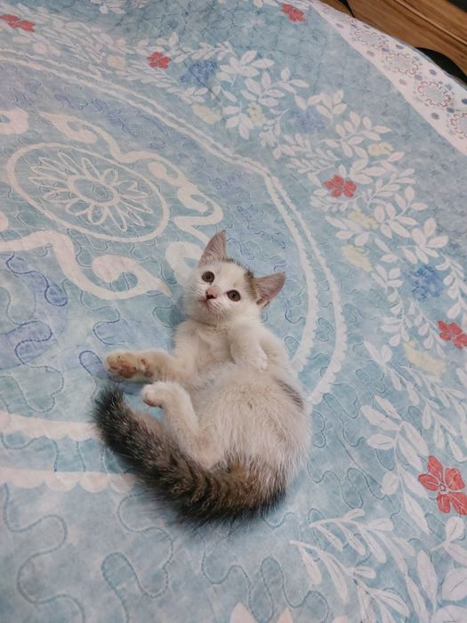 Отдам бесплатно котенка