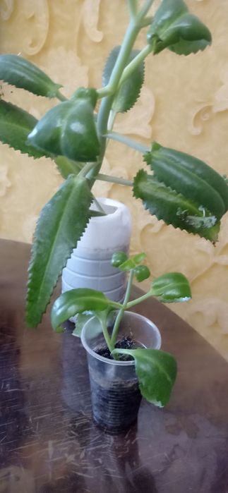 Коланхое лечебное и другие.