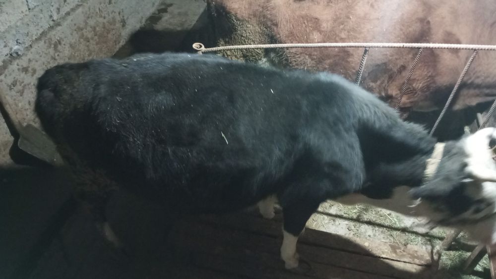 Сиыр сатылады бағасы 400000