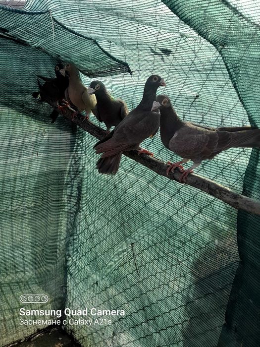 Гълъби различни породи