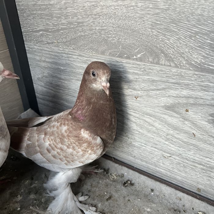 Кертерлер (голуби) сатылады