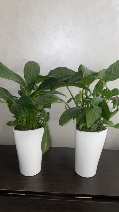 Женское счастье цветы