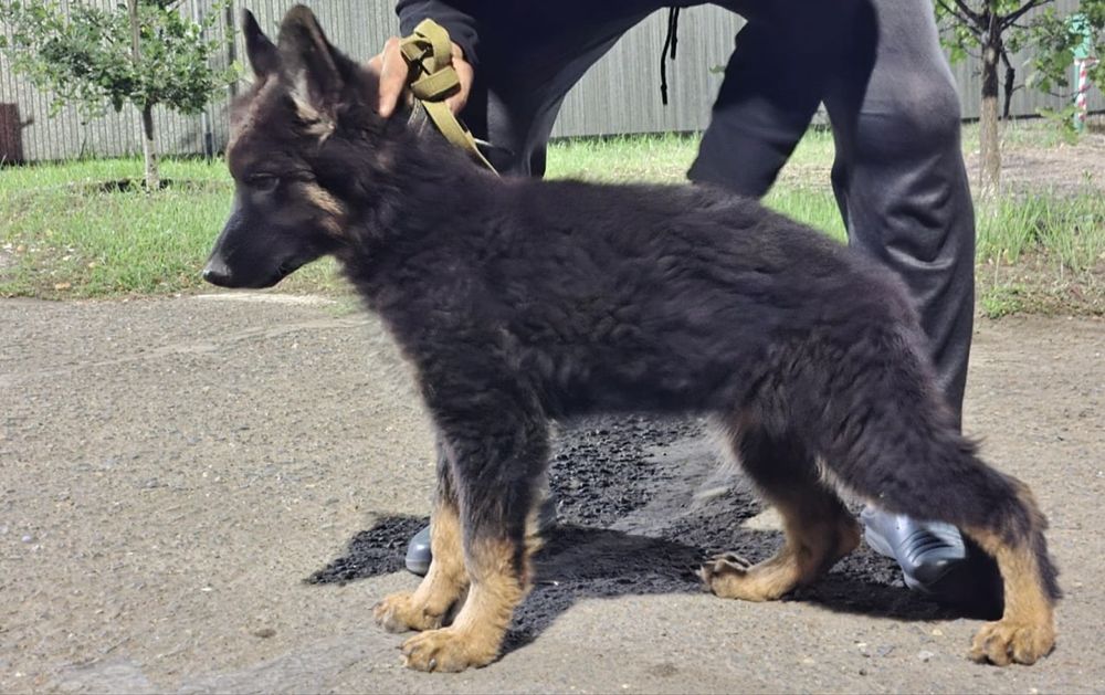 Немецкая овчарка