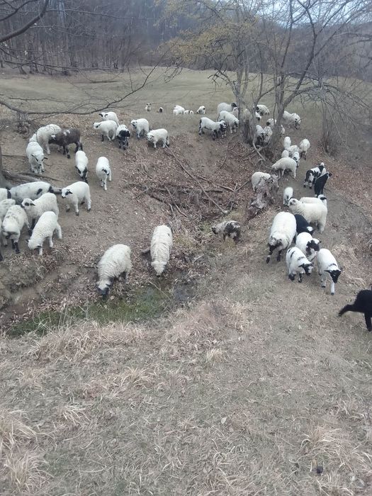 Vând oi și capre