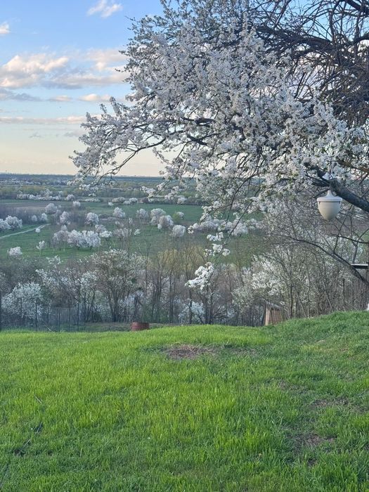 teren de vanzare in Iepuresti de giurgiu