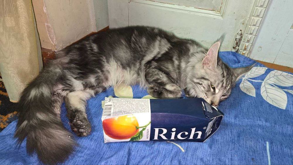 Продажа Мейн-кун, Мейнкун сотилади.