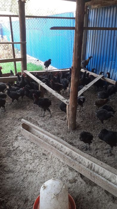 Продам оптом курей черный доминант