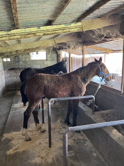 тай,жабагы, жеребчики