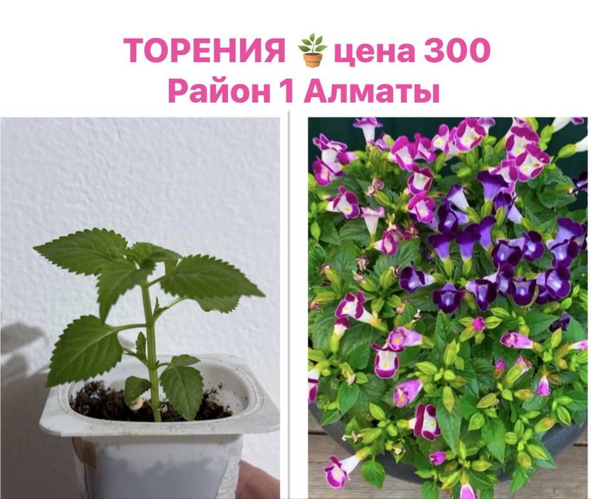 Продам комнатные цветы бегонии, олеандр