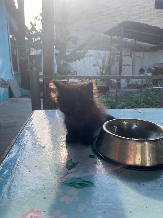 Котята а добрые руки