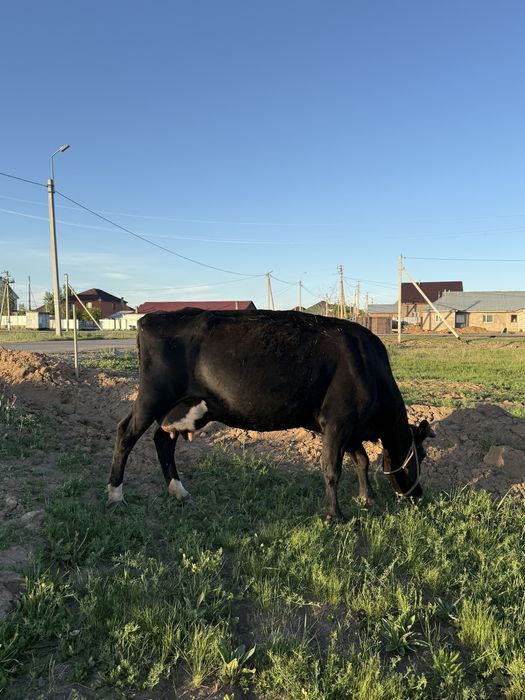 Срочно Продается Дойная Корова