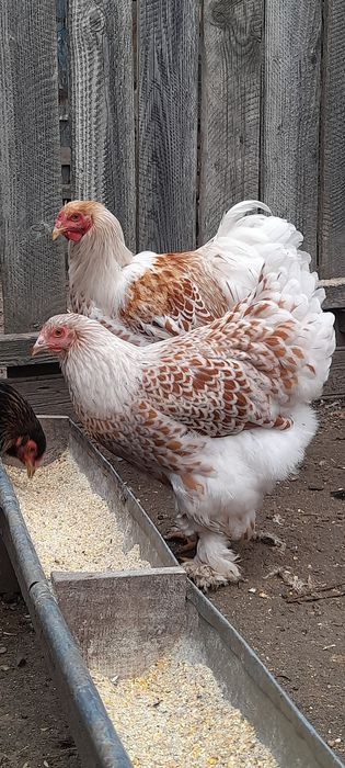 ‼️‼️Oua Brahma pentru incubat‼️‼️