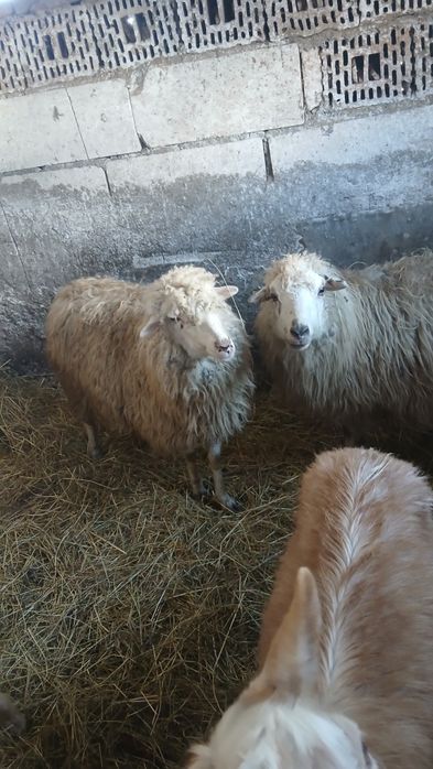 Vând căpriță de un an și. O capră care trebuie să fete și o oaie și mi