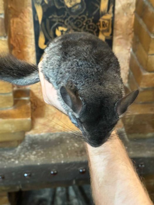 Продам шиншиллу мальчик 2,5 месяца