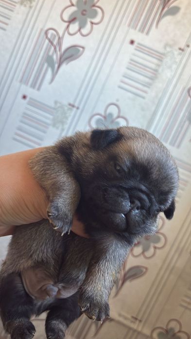 продам щенков мопса