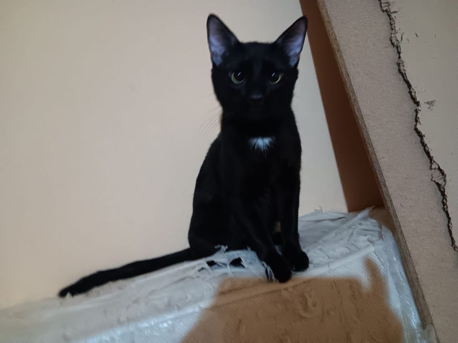 Adoptie pisi valentina