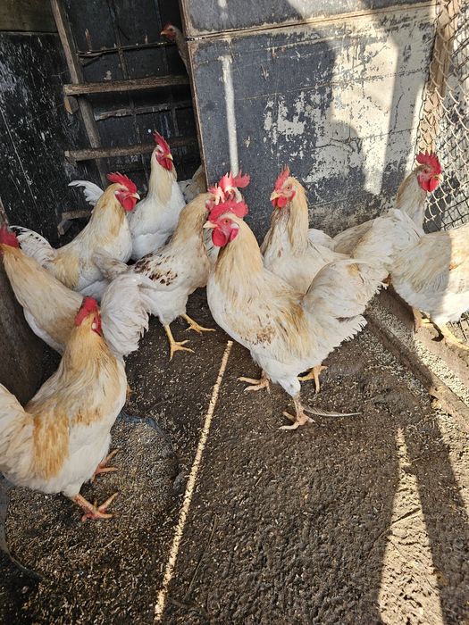 Петух на суп, молодняк