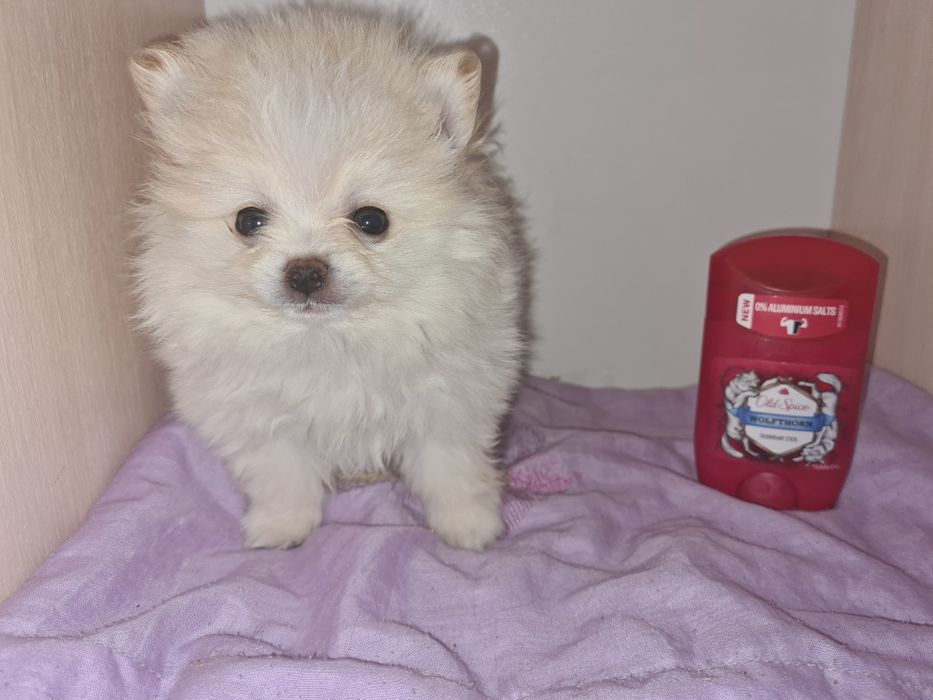 Продам щенка шпица.