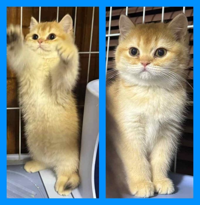 Британские залатая шиншилла  мушугимиз  3 ойлик угил бода