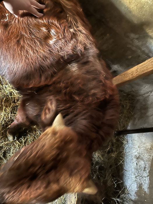 Продам быков молодняк