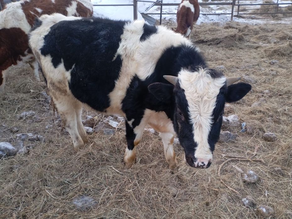 4 бұқа сатылады ,