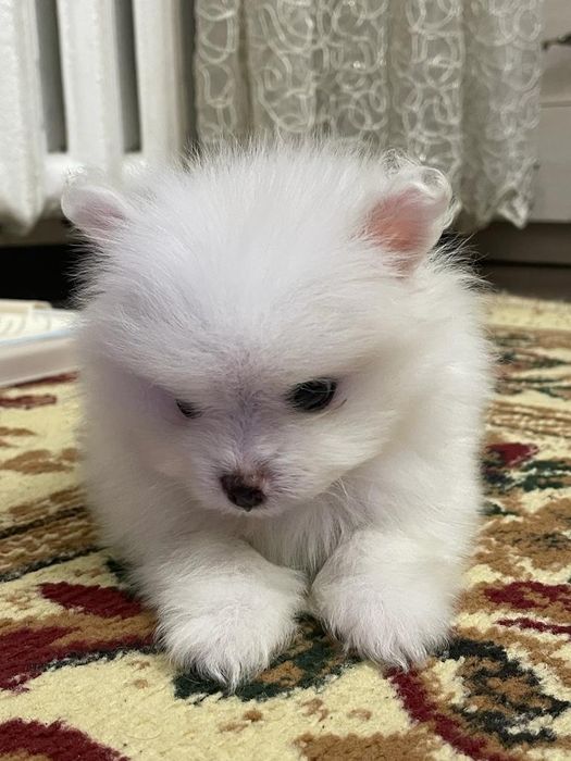 Шпиц Немецкий , Чисто кровны