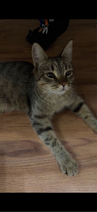 Ласковые котята. Отдадим в добрые руки
