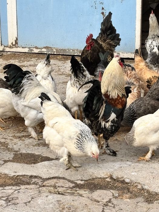 Куры срочно продам