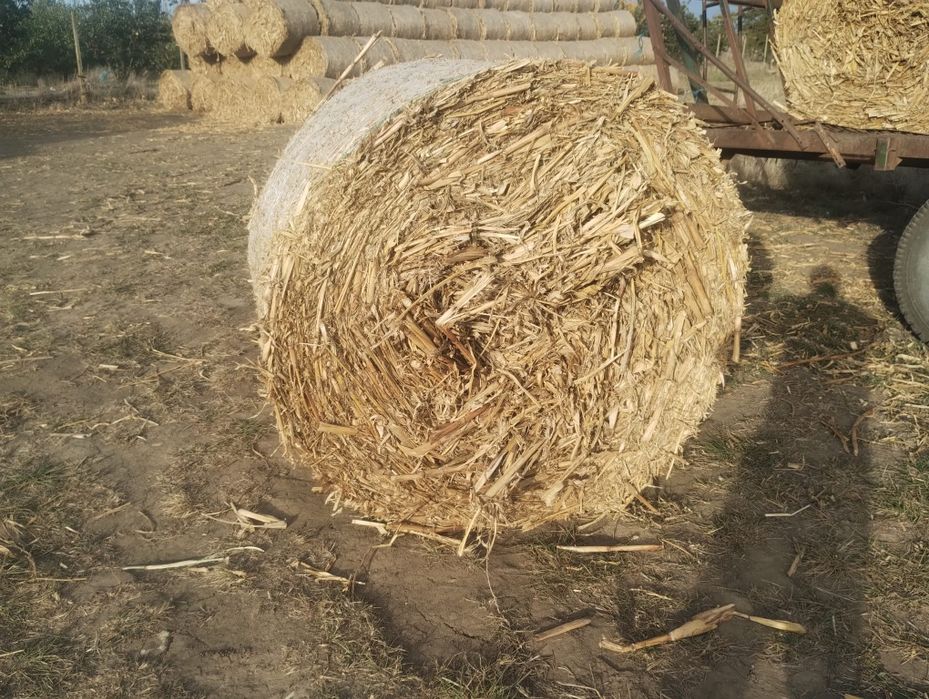 Vând baloti de paie si tulei