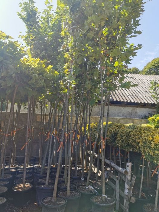 Mesteacăn mutitulpinar cu coaja alba, la ghiveci Platani tei argintiu