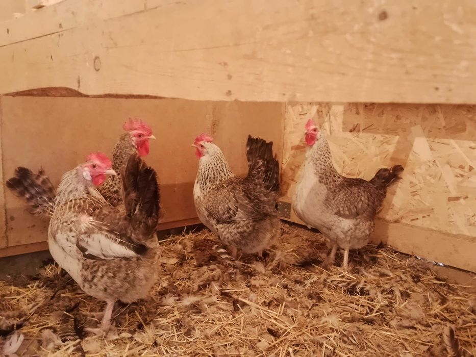 Барковская барвистая